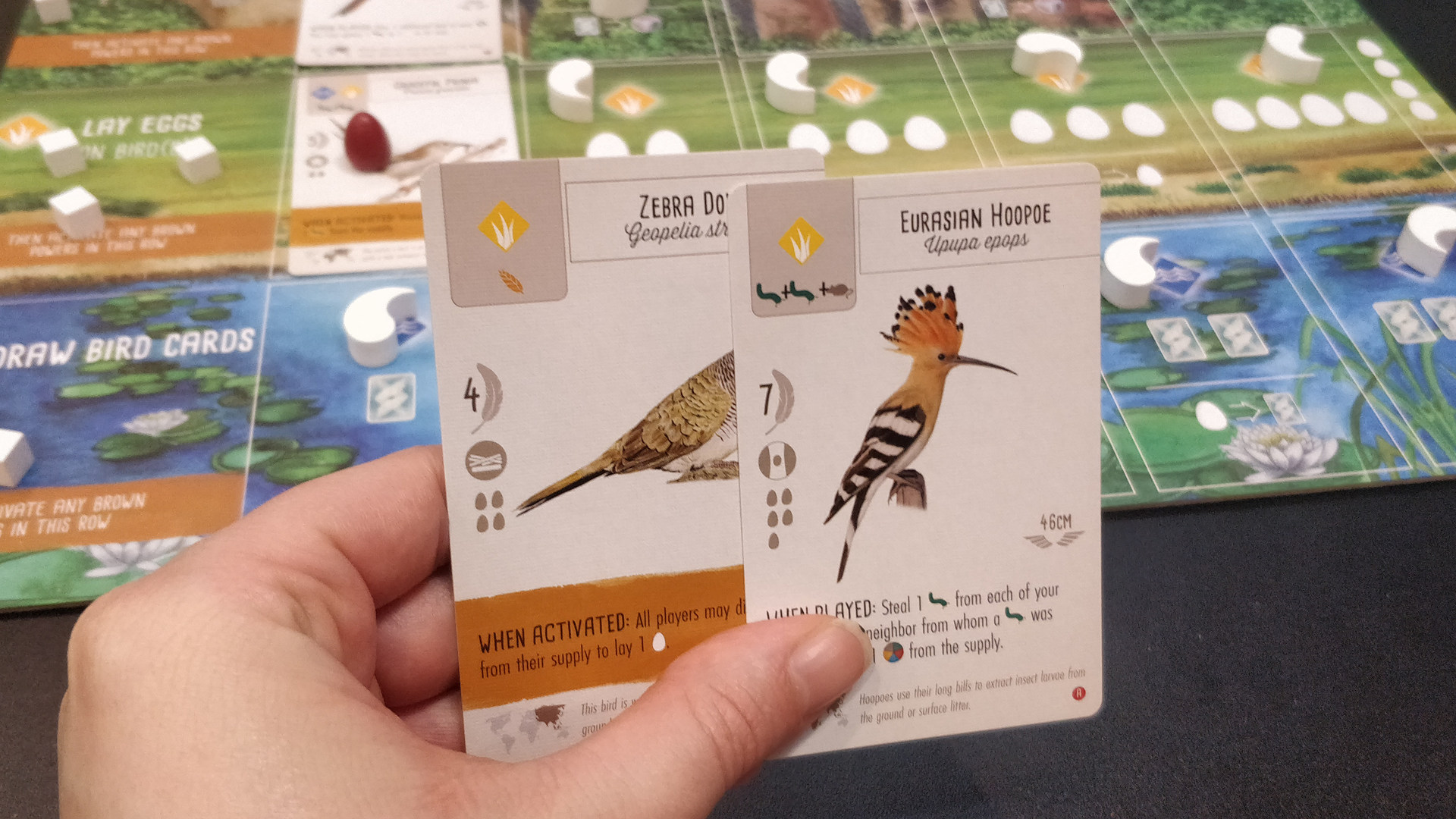 Wingspan’s twoplayer version intensifies the original game Essen